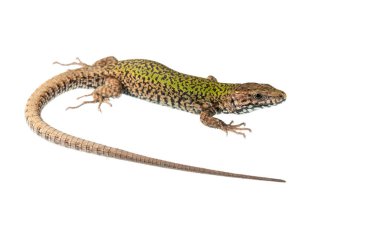 Podarcis muralis, erkek duvar kertenkelesi. 