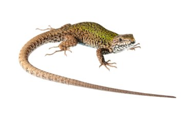 Podarcis muralis, erkek duvar kertenkelesi. 