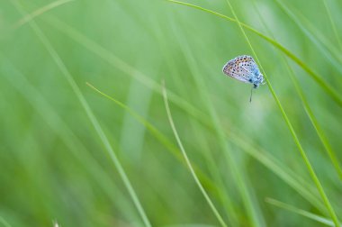 Genel mavi kelebeğin çimenlerdeki görüntüsünü kapat