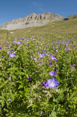 Doğal arka planda açan güzel yabani çiçeklerin manzaralı görüntüleri.