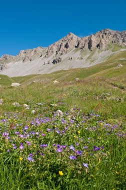 Doğal arka planda açan güzel yabani çiçeklerin manzaralı görüntüleri.