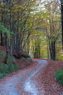 Sonbahar ormanında yolun manzaralı görüntüsü