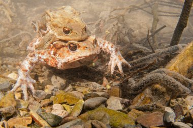 Doğal ortamdaki kurbağaların yakın çekim görüntüleri.