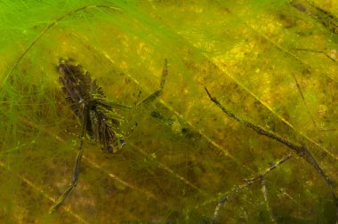 Bir kez değil glauca, sıradan bir geri yüzücü, yakın görüş