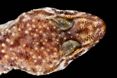 Siyah üzerine Hemidactylus turcicus (Akdeniz evi kertenkelesi) yakın plan çekimi