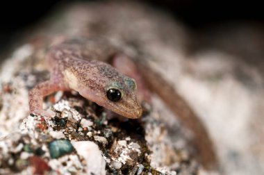 Doğada güzel Hemidactylus turcicus 'un (Akdeniz ev kertenkelesi) yakın plan çekimi