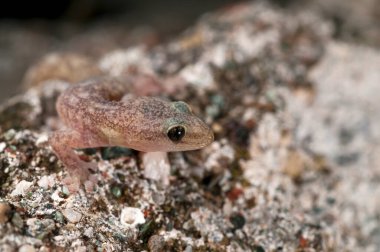 Doğada güzel Hemidactylus turcicus 'un (Akdeniz ev kertenkelesi) yakın plan çekimi