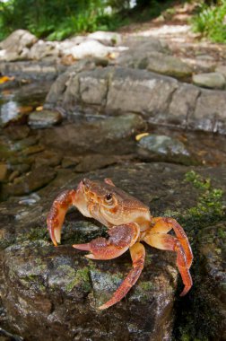 Potamon fluviatile, tatlı su yengecini yakından izle.