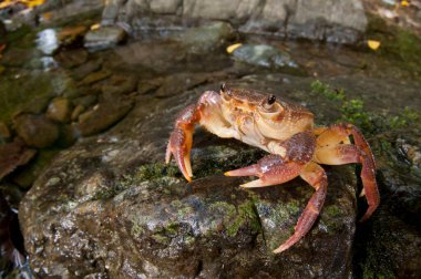 Potamon fluviatile, tatlı su yengecini yakından izle.