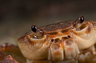 Potamon fluviatile, tatlı su yengecini yakından izle.
