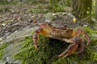 Potamon fluviatile, tatlı su yengecini yakından izle.