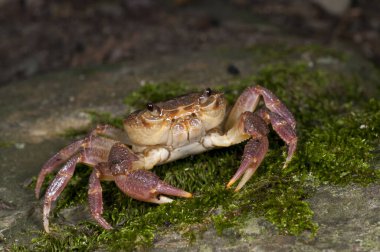 Potamon fluviatile, tatlı su yengecini yakından izle.