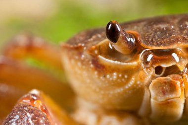 Potamon fluviatile, tatlı su yengecini yakından izle.