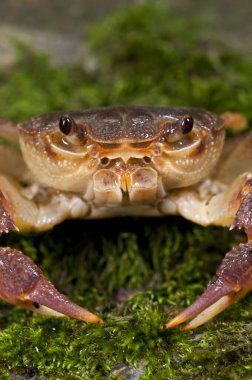 Potamon fluviatile, tatlı su yengecini yakından izle.