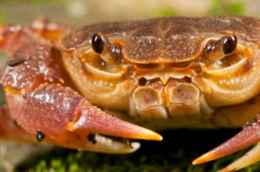 Potamon fluviatile, tatlı su yengecini yakından izle.