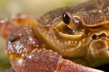 Potamon fluviatile, tatlı su yengecini yakından izle.