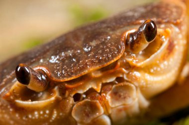 Potamon fluviatile, tatlı su yengecini yakından izle.