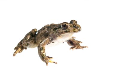 Maydanoz kurbağası, Pelodytes punctatus beyaz arka planda