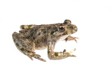 Maydanoz kurbağası, Pelodytes punctatus beyaz arka planda