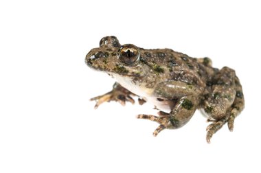 Maydanoz kurbağası, Pelodytes punctatus beyaz arka planda