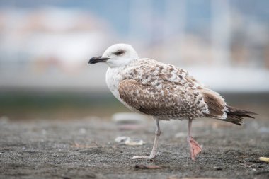 Sahilde sarı bacaklı martının (Larus michahellis) yakın plan çekimi