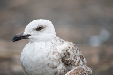 Sahilde sarı bacaklı martının (Larus michahellis) yakın plan çekimi