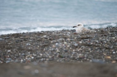 Sahilde sarı bacaklı martının (Larus michahellis) yakın plan çekimi