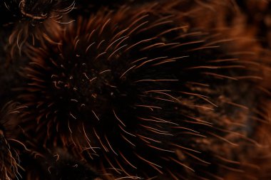 Lasiodora parahybana (Brezilya somonu pembe kuş yiyici)