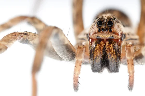 Close Alopecosa Lycosidae Isolado Branco — Fotografia de Stock