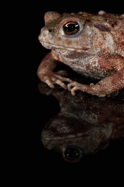 Rana Italica Italian Stream Frog Black Background — Stock Photo, Image