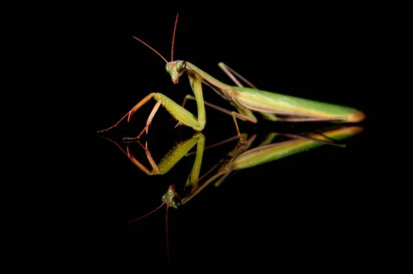Mantis Religosa Європейська Мантія Вид Крупним Планом — стокове фото