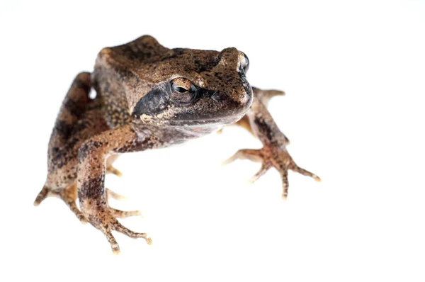 Rana Italica Grenouille Fluviale Italienne Isolée Sur Fond Blanc — Photo