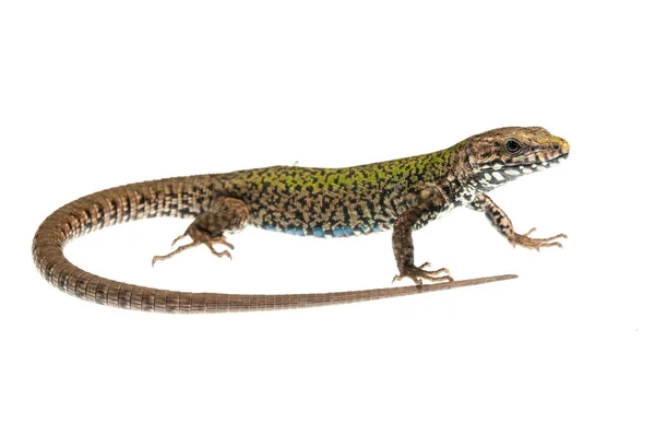 Podarcis Muralis Lézard Commun Mâle — Photo