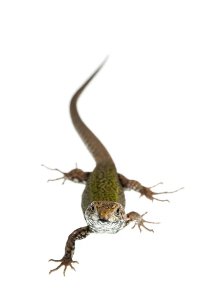 Podarcis Muralis Male Common Wall Lizard — Stock Photo, Image