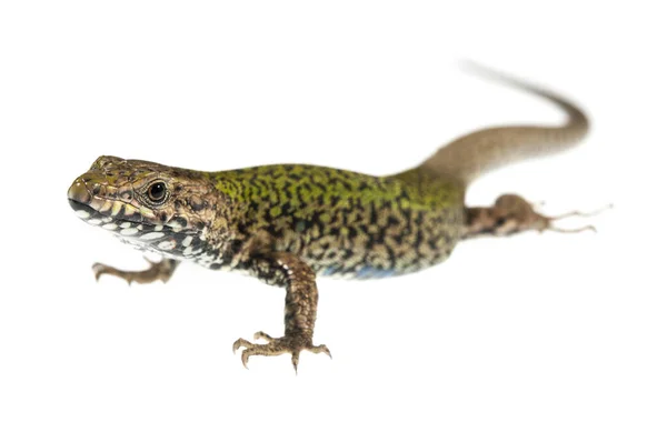 Podarcis Muralis Lagarto Macho Parede Comum — Fotografia de Stock