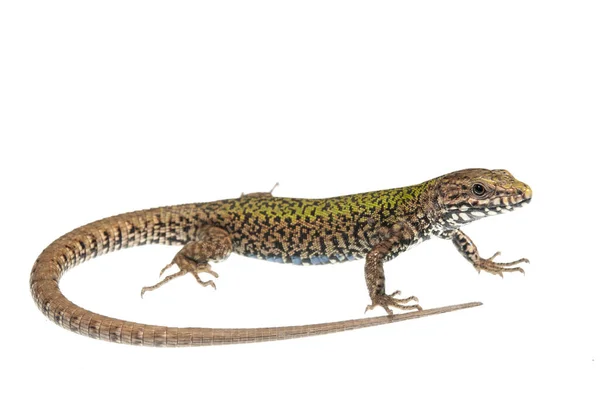 Podarcis Muralis Lézard Commun Mâle — Photo