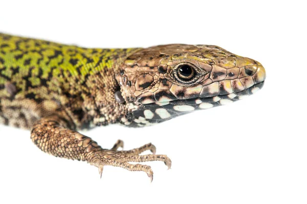 Podarcis Muralis Male Common Wall Lizard — Stock Photo, Image