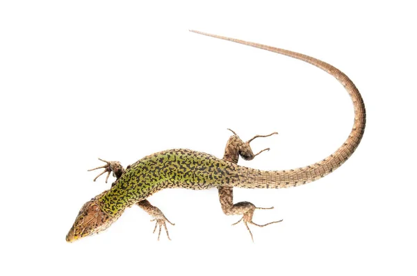 Podarcis Muralis Lézard Commun Mâle — Photo