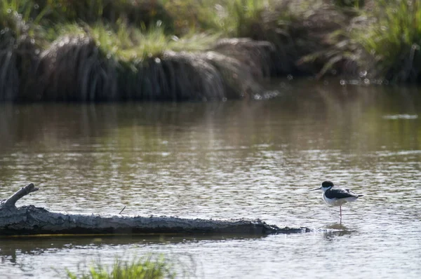 close-up shot of beautiful bird in pond