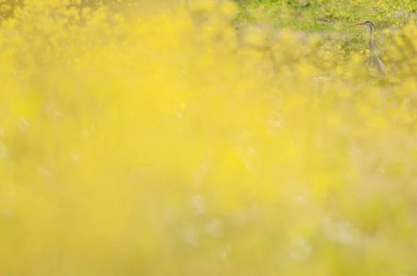 Verschwommene Aufnahme Von Gelben Feldblumen — Stockfoto