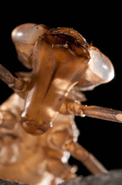 Mantis Religioso Juvenil Europeu Mantis Isolado Fundo Preto — Fotografia de Stock
