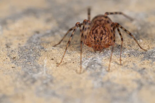 Κοντινό Πλάνο Της Αράχνης Στο Φυσικό Περιβάλλον — Φωτογραφία Αρχείου
