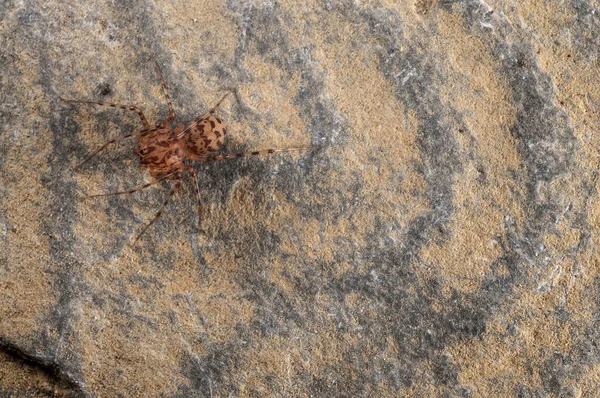 Scytodes Thoracica Nın Yakın Çekimi Tüküren Örümcek — Stok fotoğraf