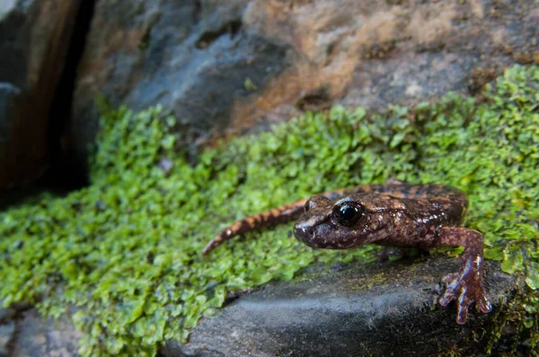 Speelomantes Strinatii Strintis Cave Salamander — ストック写真