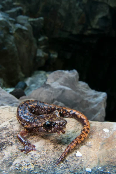 Spfbomantes Strinatii Strinatis Cave Salamander — стоковое фото