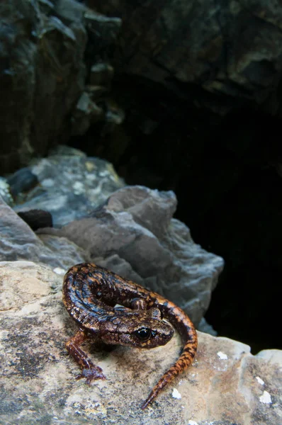 Speleomantes Strinatii Salamandra Gruta Strinatis — Fotografia de Stock