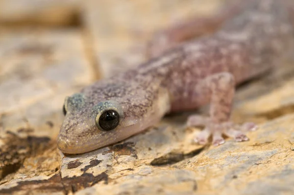 Крупным Планом Красивый Hemidactylus Turcicus Средиземноморский Геккон Природе — стоковое фото