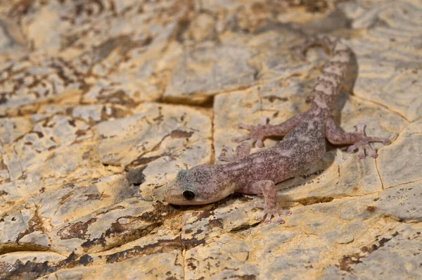 Close Belo Hemidactylus Turcicus Gecko Casa Mediterrânea Natureza — Fotografia de Stock