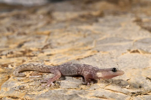 Close Belo Hemidactylus Turcicus Gecko Casa Mediterrânea Natureza — Fotografia de Stock