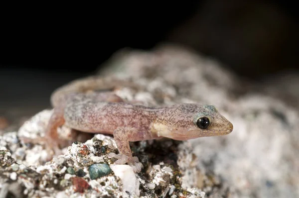 Close Belo Hemidactylus Turcicus Gecko Casa Mediterrânea Natureza — Fotografia de Stock